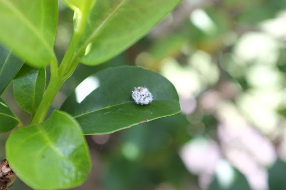 Spotting Image 1