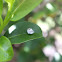 Spider Eggs