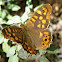 mariposa madera manchada