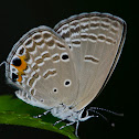 Cydad Blue