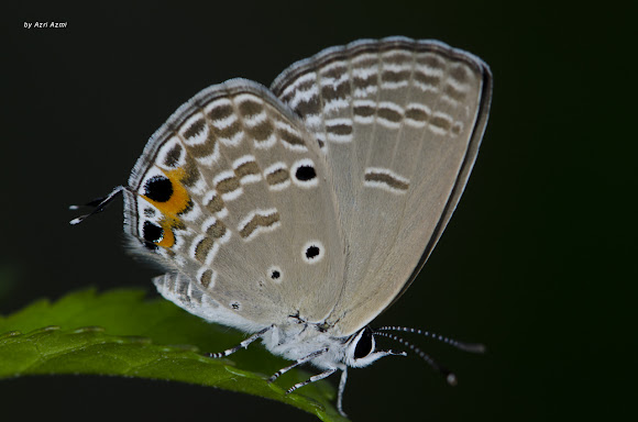 Spotting Image 1