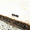 Ant