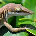 Anole