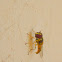 mosca sírfida