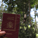 Golden orb spider