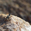 Common chuckwalla
