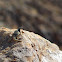Common chuckwalla