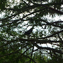 American Crow