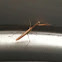 Praying Mantis