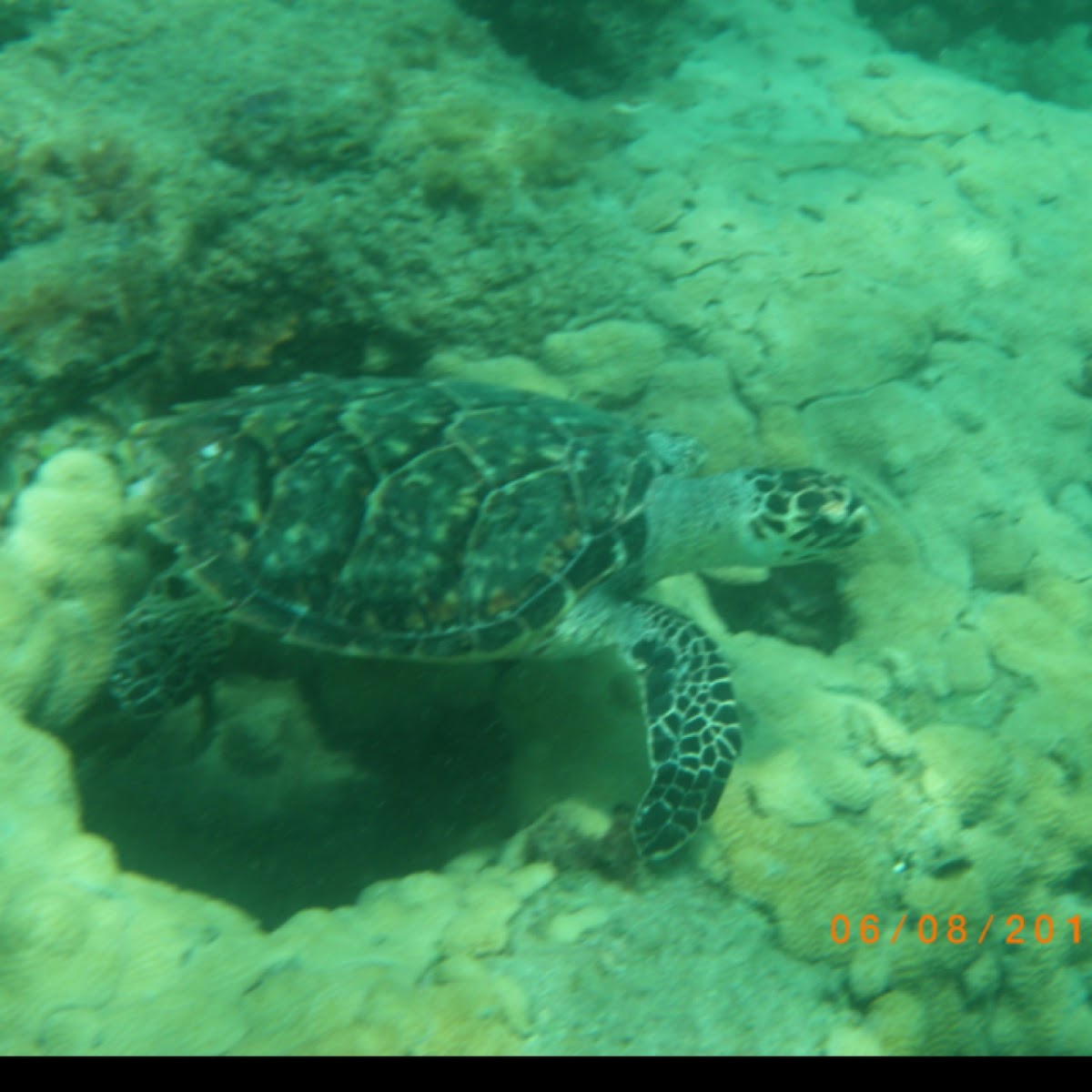 Green sea turtle