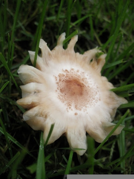 Spotting Image 1