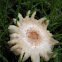 Lepiota americana