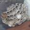 Guêpe commune (common wasp)