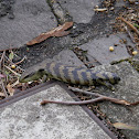 Common/Eastern Blue-tongue Lizard