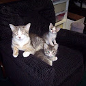 Common house cat