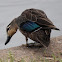 Pacific Black Duck