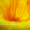 Yellow Bell