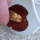 Dotted stem bolete
