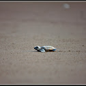 Olive Ridley Sea Turtle