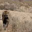 Spotted Hyaena