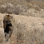 Spotted Hyaena
