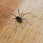 Short legged harvestman