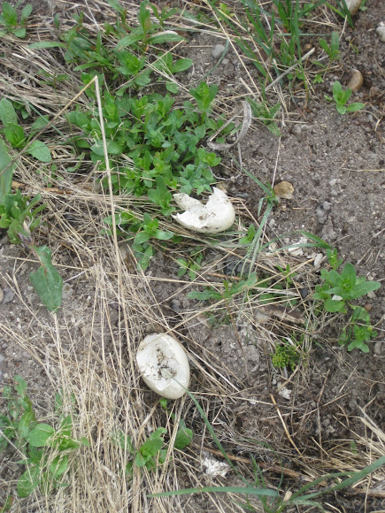 Spotting Image 1