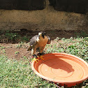 Halcon Peregrino