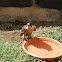 Halcon Peregrino