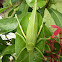 Katydid