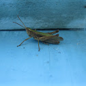 Grasshopper