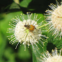 Delta Flower Scarab