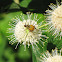 Delta Flower Scarab