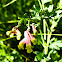 Pink Corydalis (Endangered)