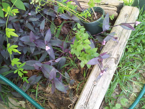 Spotting Image 1