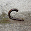 Milpiés / Milipede