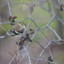 American Goldfinch
