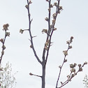 Callery Pear