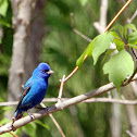 Indigo Bunting