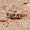 Grasshopper