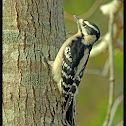 Downy Woodpecker (female)