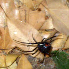 Western Black Widow