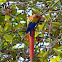 Scarlet Macaw