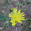 Yellow Hawkweed