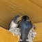 Barn swallow