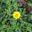 Yellow sea aster