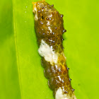 Swallowtail Caterpillar