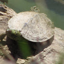Northern Map Turtle