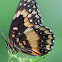 Bordered Patch
