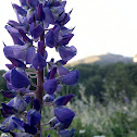 Large-leaved Lupine, Chocho